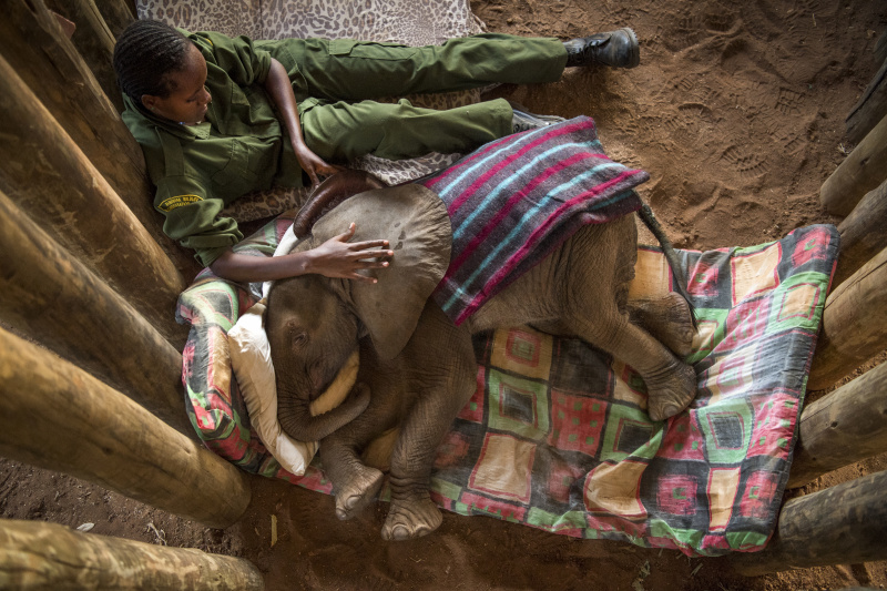 My Africa: Elephant Keeper My Africa: Elephant Keeper