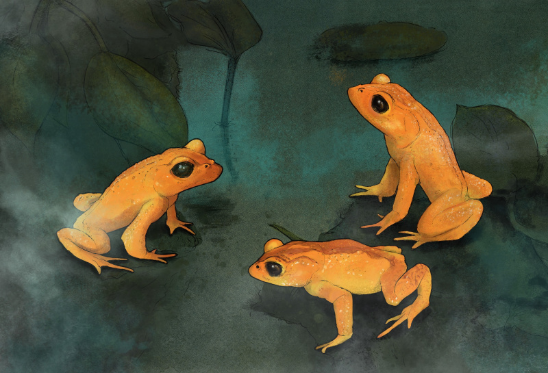 Frogs & Friends Frogs & Friends