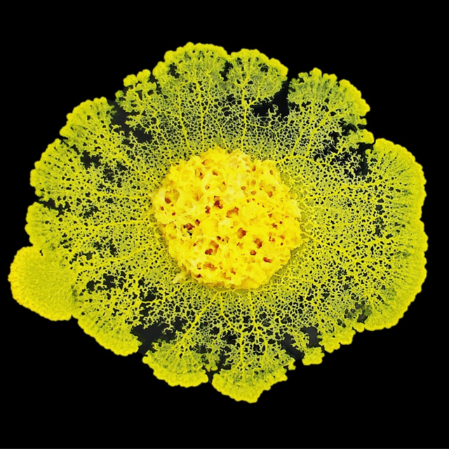 Blobs are immutable objects that represent raw data. The Blob A Genius Without A Brain Silbersalz Festival