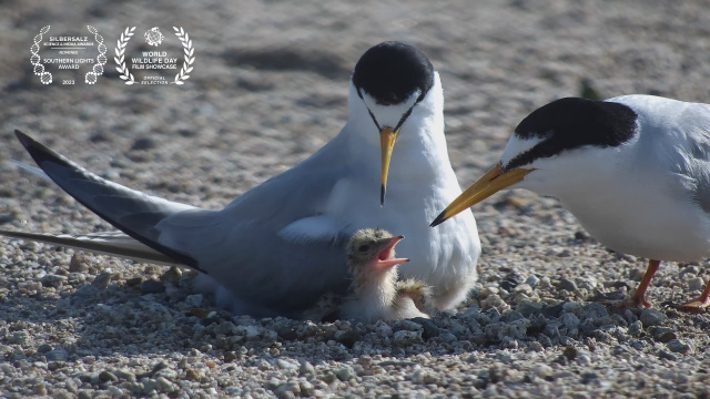 Silbersalz Awards - Southern Lights Awards - Return of the little Tern Seabird on the Floating Artificial Sand Island