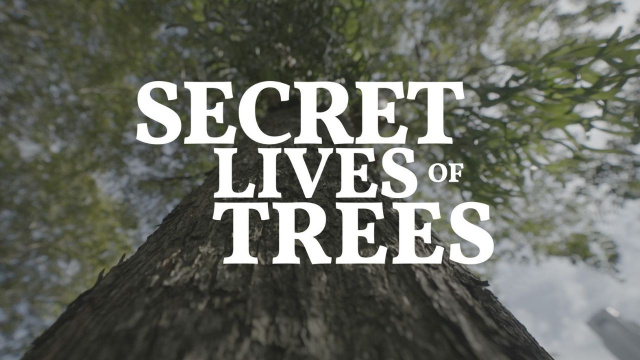 Silbersalz Awards - Southern Lights Awards - Secret lives of Trees