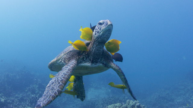 Silbersalz Awards - Homeland Earth Award - Soul of the Ocean