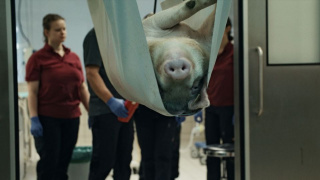 fly pig