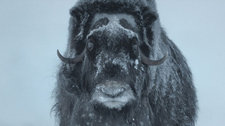 muskox