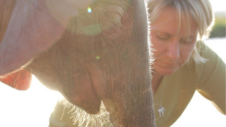 Elefant
