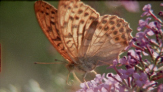 super nature