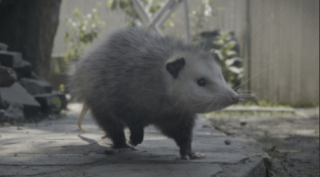 Welcome To The Neighbourhood - Wildlife in The City
