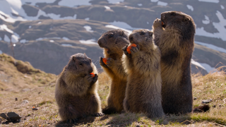 Marmots on Toast
