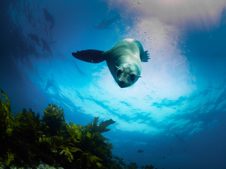 Silbersalz Awards - Australia´s Ocean Odyssey