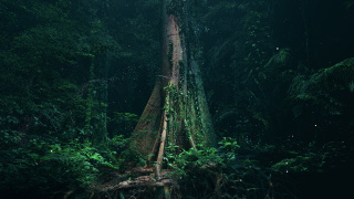 The Forest