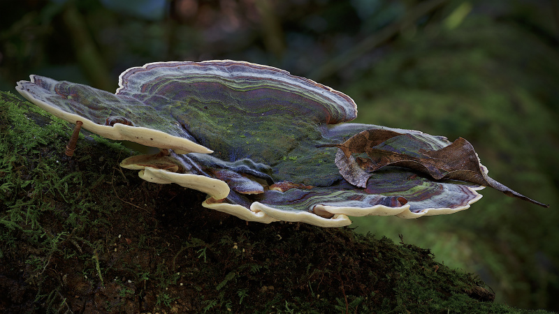 fungus