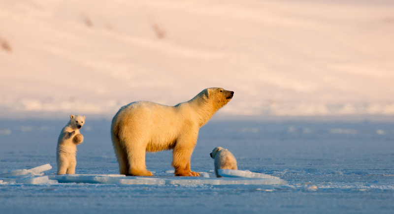 Queen without Land | Auf Wiedersehen, Eisbär (credits: Albatross World Sales) Queen without Land | Auf Wiedersehen, Eisbär