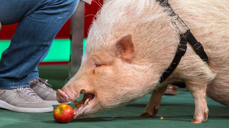 Silbersalz Festival im Zoo – Vortrag: „Tierische Jobs“