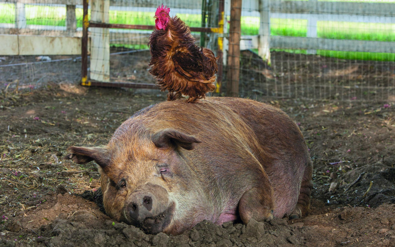 The Biggest Little Farm | credit: Farm Lore Films | Silbersalz2020 The Biggest Little Farm | credit: Farm Lore Films | Silbersalz2020