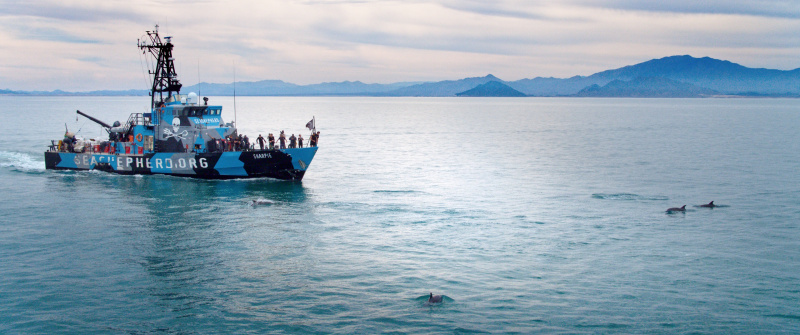 Sea of Shadows | credit: Camino FIlm | Silbersalz2020