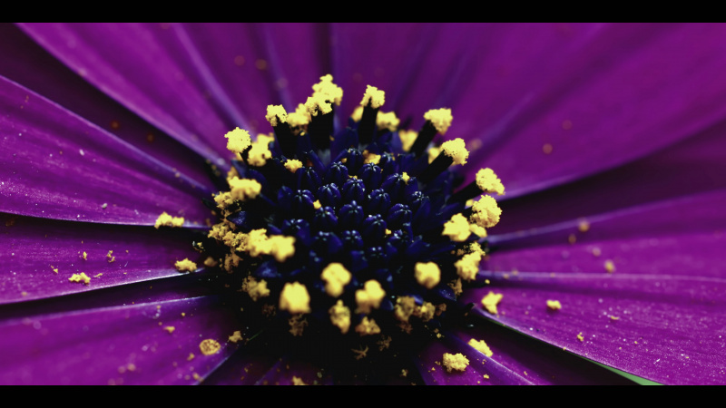 Flower Power: The Mysterious Conqueror | Credit: Magneto Presse Flower Power: The Mysterious Conqueror | Credit: Magneto Presse