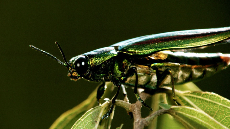 Geheime Wunder der Natur: Insekten - Die Meister der Anpassung