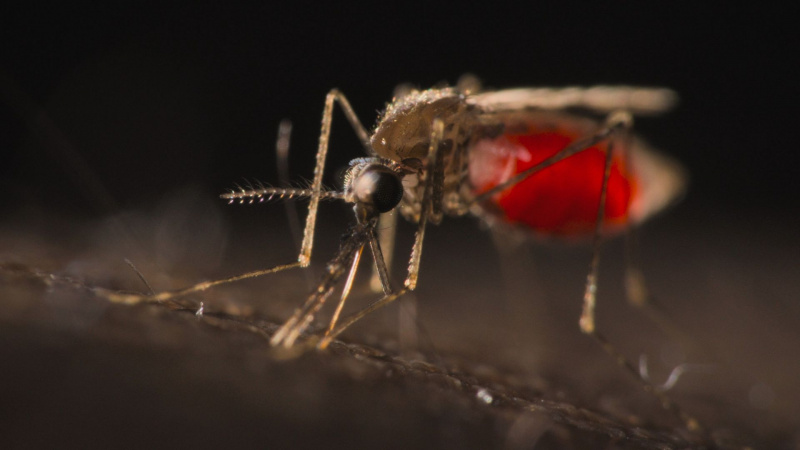 The Battle To Beat Malaria The Battle To Beat Malaria