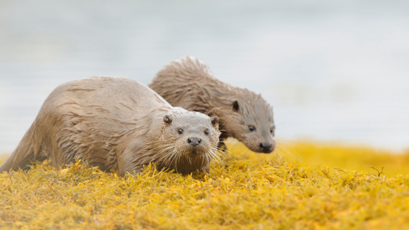 Scotland – The New Wild: Islands. Photo: Fergus Gill Scotland – The New Wild: Islands. Photo: Fergus Gill