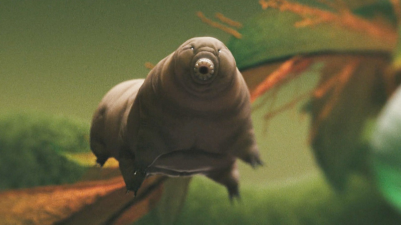 Tardigrades - Life on the extreme