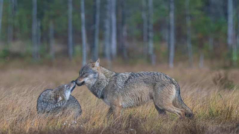 Among the Wolves. Foto: Olivier Larrey