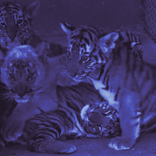 The Tiger Mafia | credit: Hook Films | Silbersalz 2021