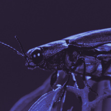 Geheime Wunder der Natur: Insekten - Die Meister der Anpassung
