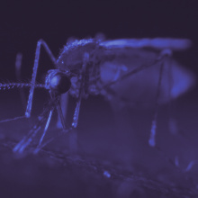 The Battle To Beat Malaria