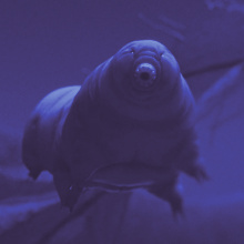 Tardigrades - Life on the extreme