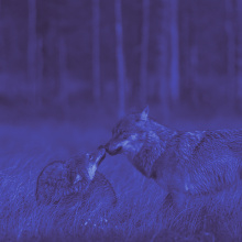 Among the Wolves. Foto: Olivier Larrey